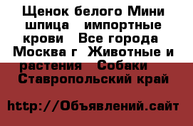 Щенок белого Мини шпица , импортные крови - Все города, Москва г. Животные и растения » Собаки   . Ставропольский край